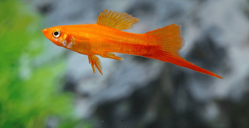 Xiphophorus hellerii Marigold