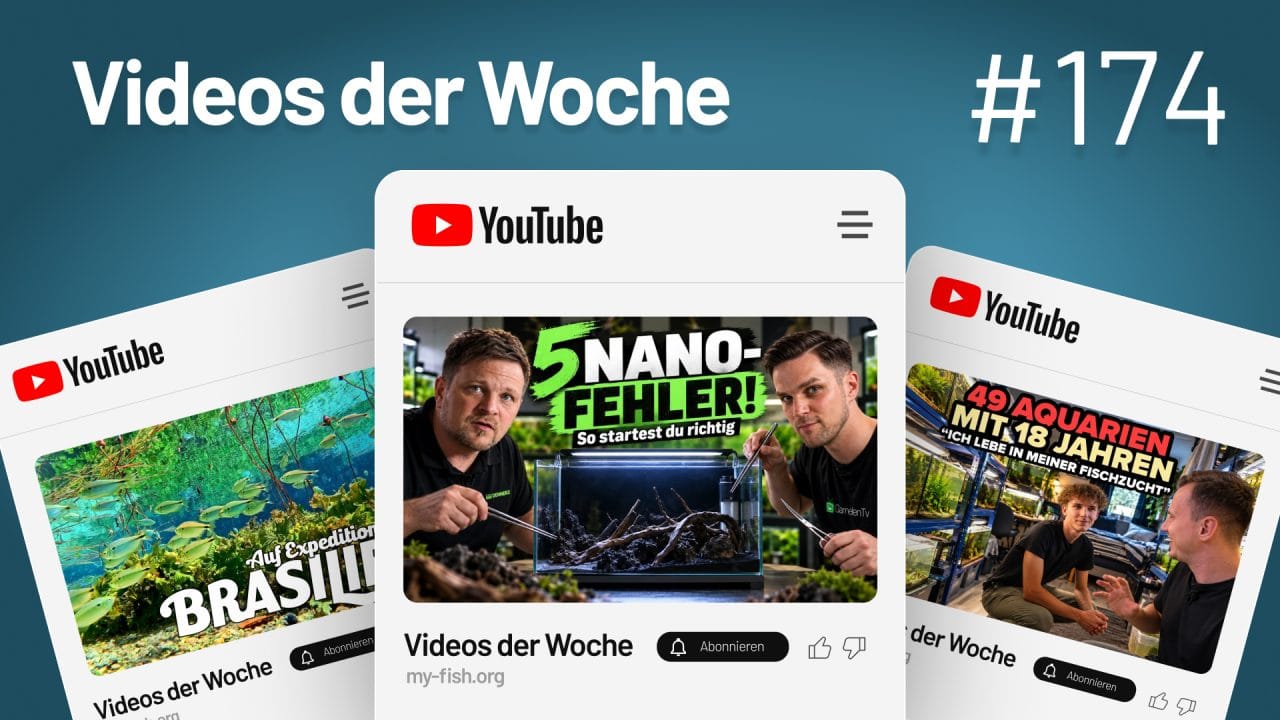 Videos der Woche Vol. 174