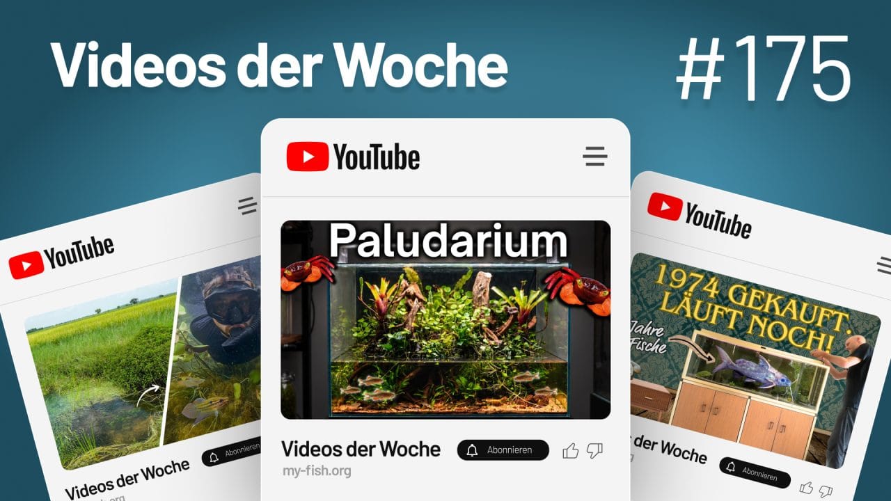 Videos der Woche Vol.75