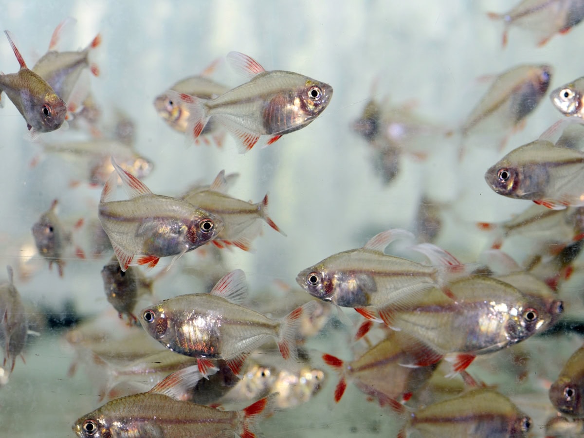 Hyphessobrycon rosaceus "White Fin" - Weißflossen-Schmucksalmler, NZ