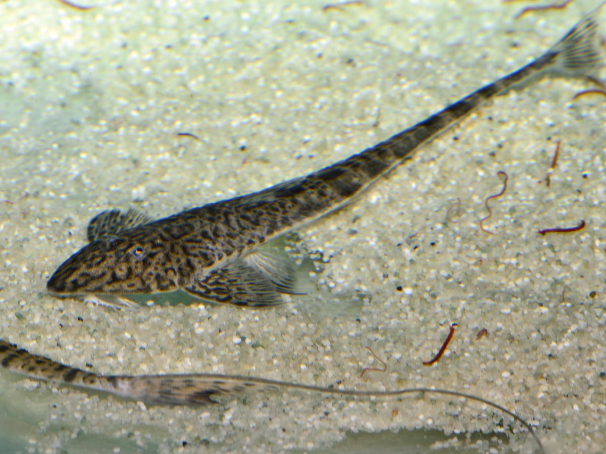 ZE2852 Pseudohemiodon almendarizi - Punktlinien-Flunderharnischwels, WF