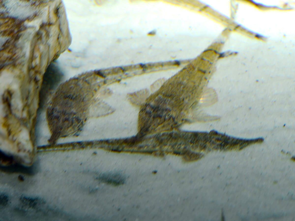 Hemiodontichthys acipenserinus - Nasen-Harnischwels, WF-PER