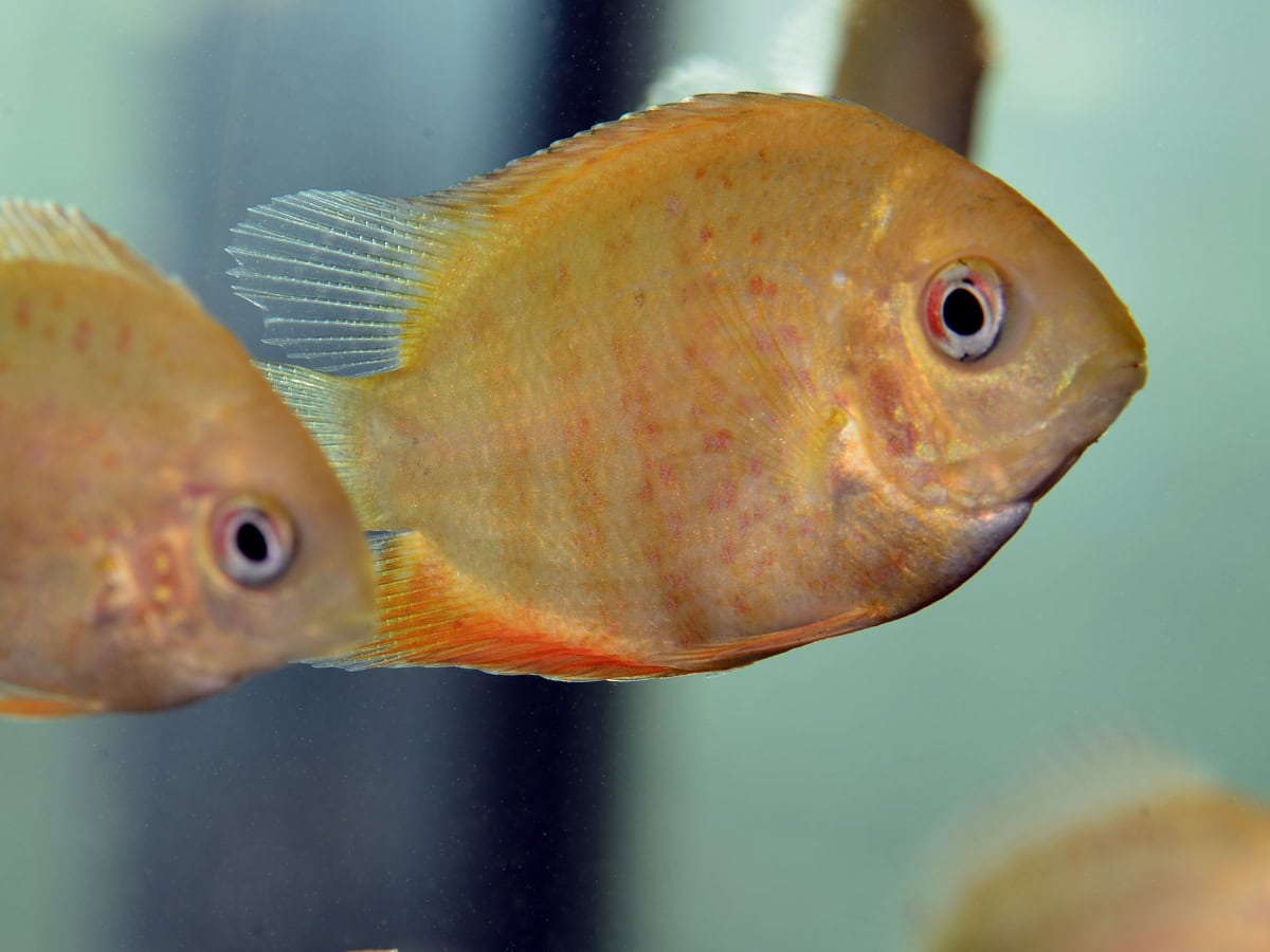 Heros notatus "Gold-Red-Spot" - Augenfleckbuntbarsch-Red Spot, EUNZ