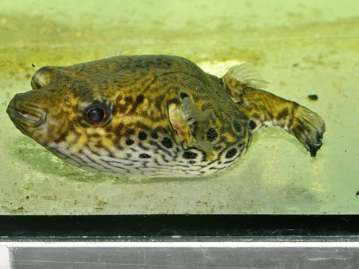 Pao palembangensis (Süßwasser) - Echter Palembang-Kugelfisch, WF