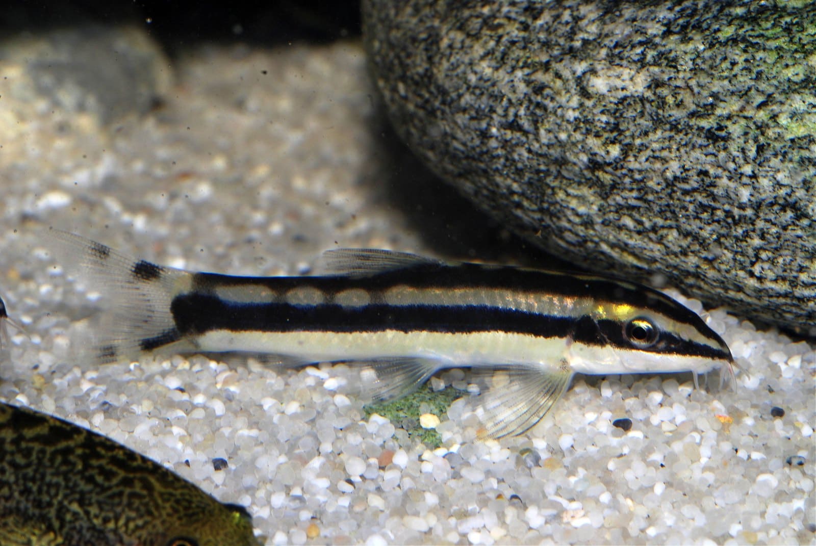 Schwarzstreifen-Prachtschmerle (Ambastaia nigrolineata)