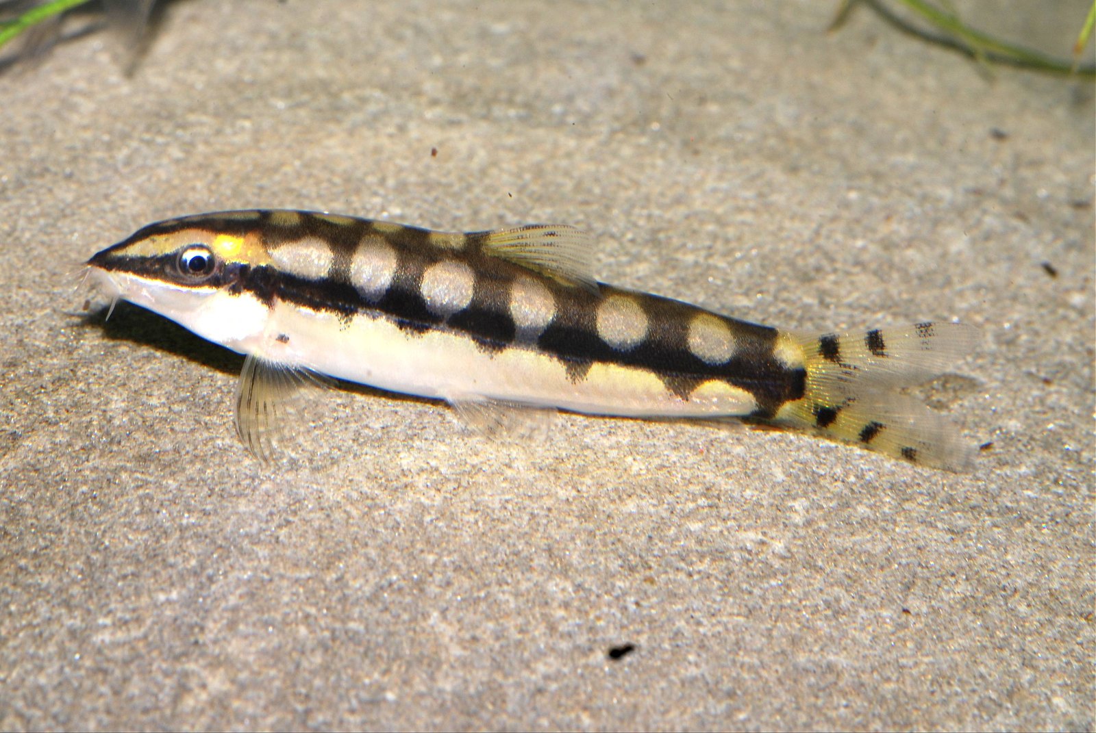Schachbrettschmerle (Ambastaia sidthimunki)