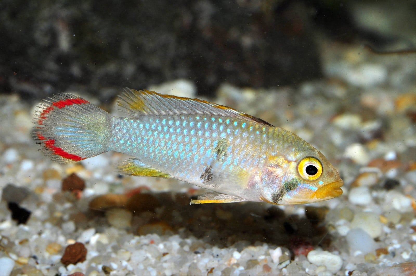 Panduros Zwergbuntbarsch (Apistogramma panduro), Männchen