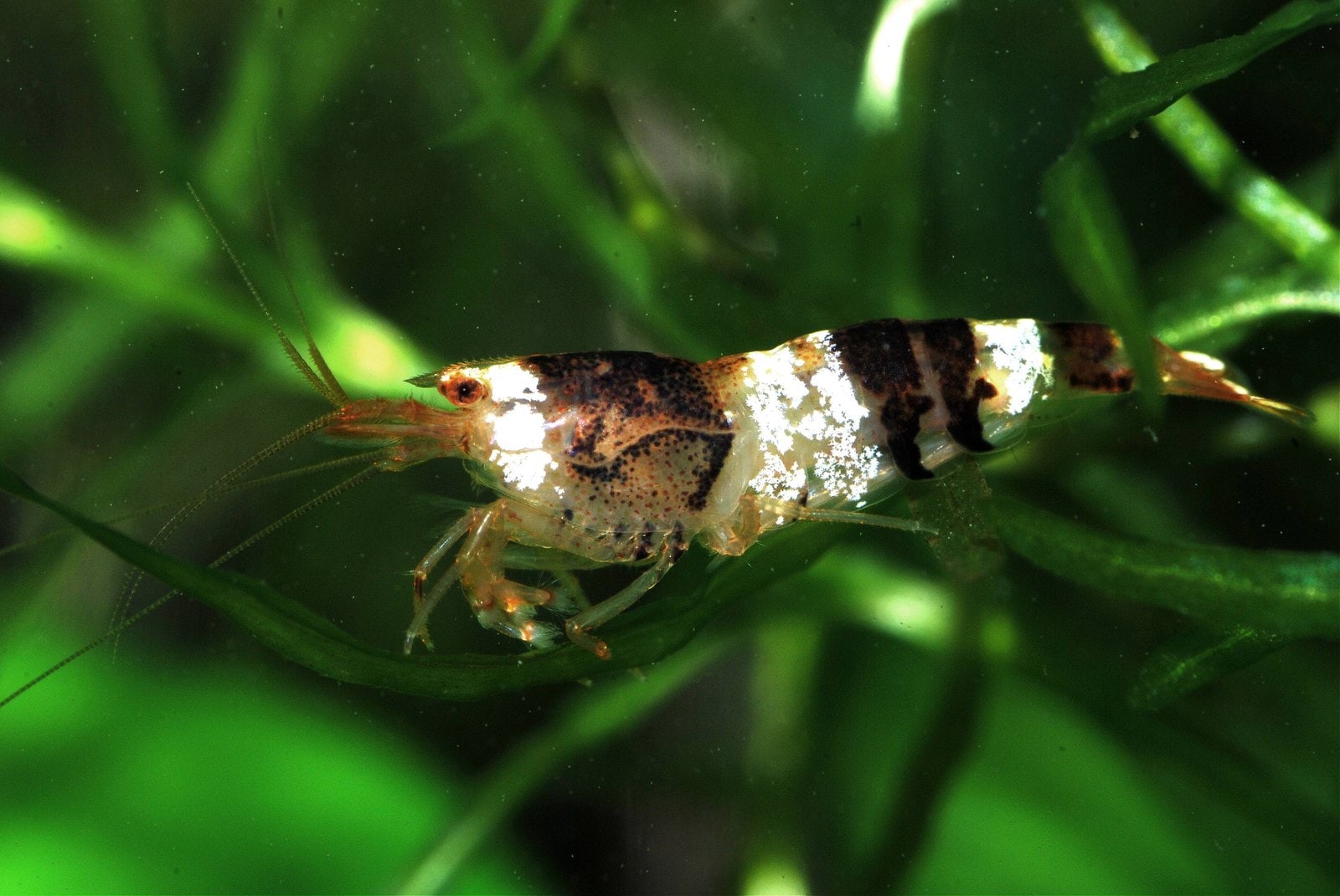 Bienengarnele (Caridina logemanni)