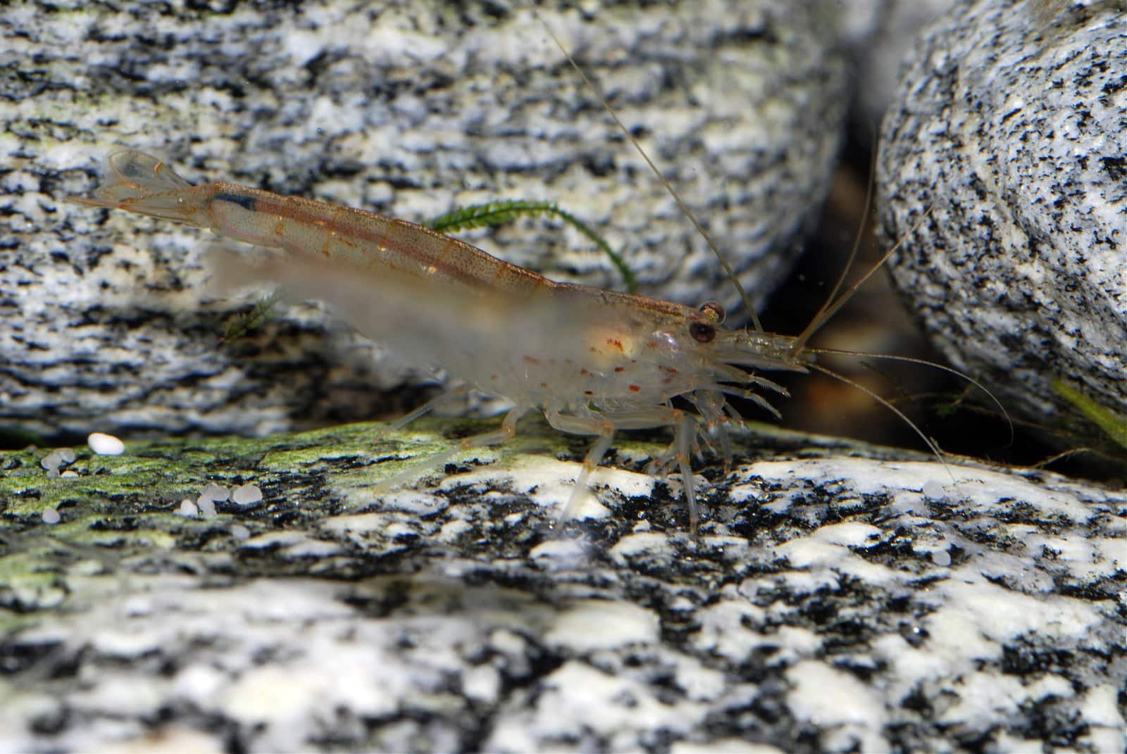 Amanogarnele (Caridina multidentata)
