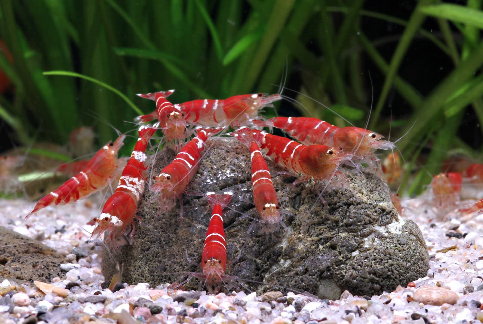 crystal red Crystal Red Garnelen