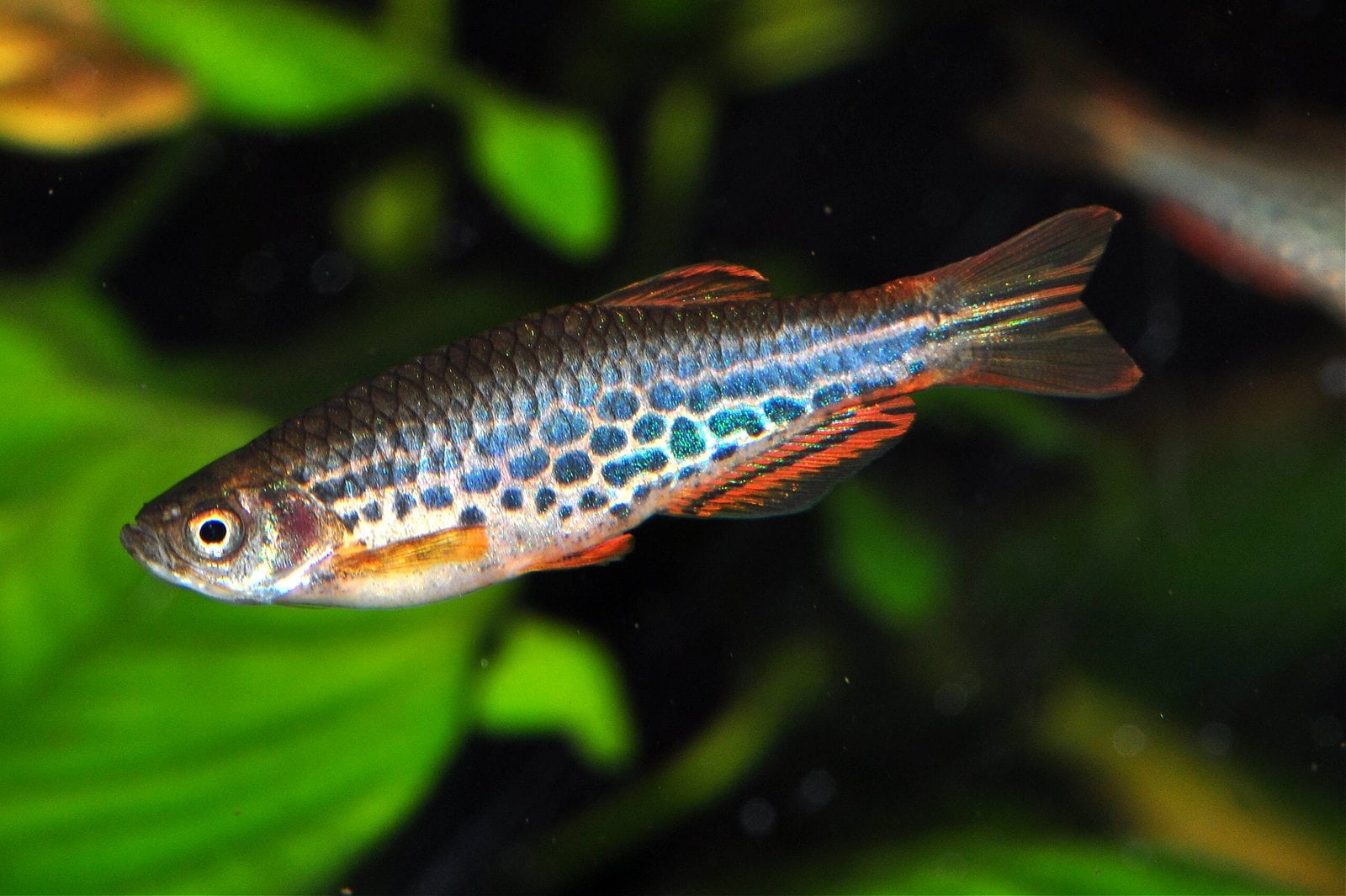 Kyathitbärbling (Danio kyathit)