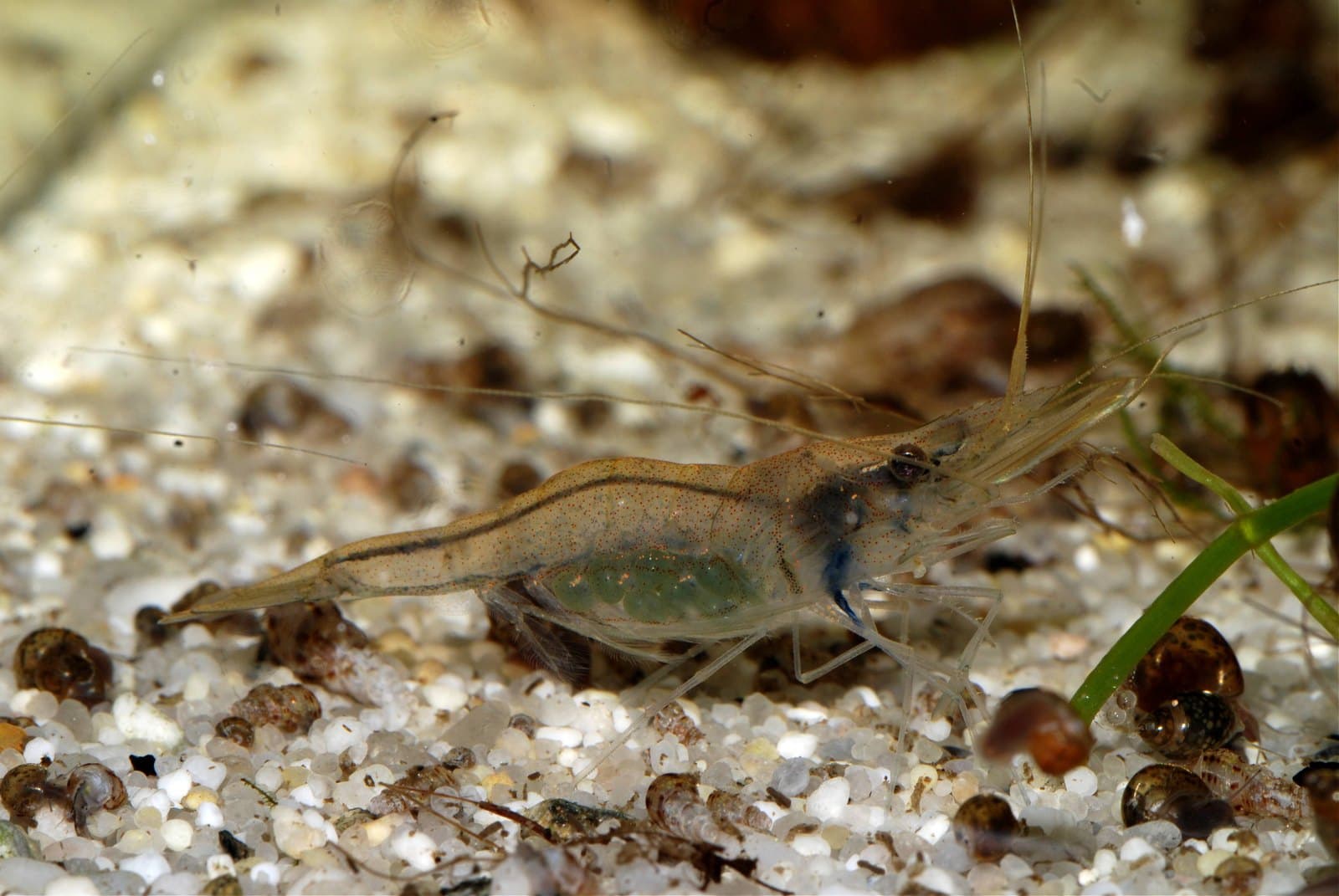Nigerianische Schwebegarnelen (Desmocaris trispinosa)