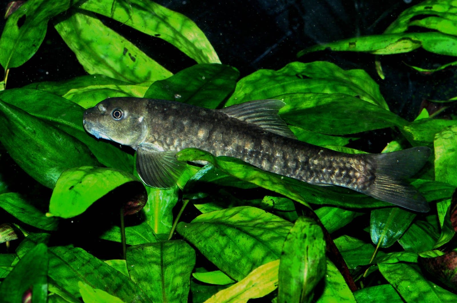 Rötliche Saugbarbe (Garra rufa)