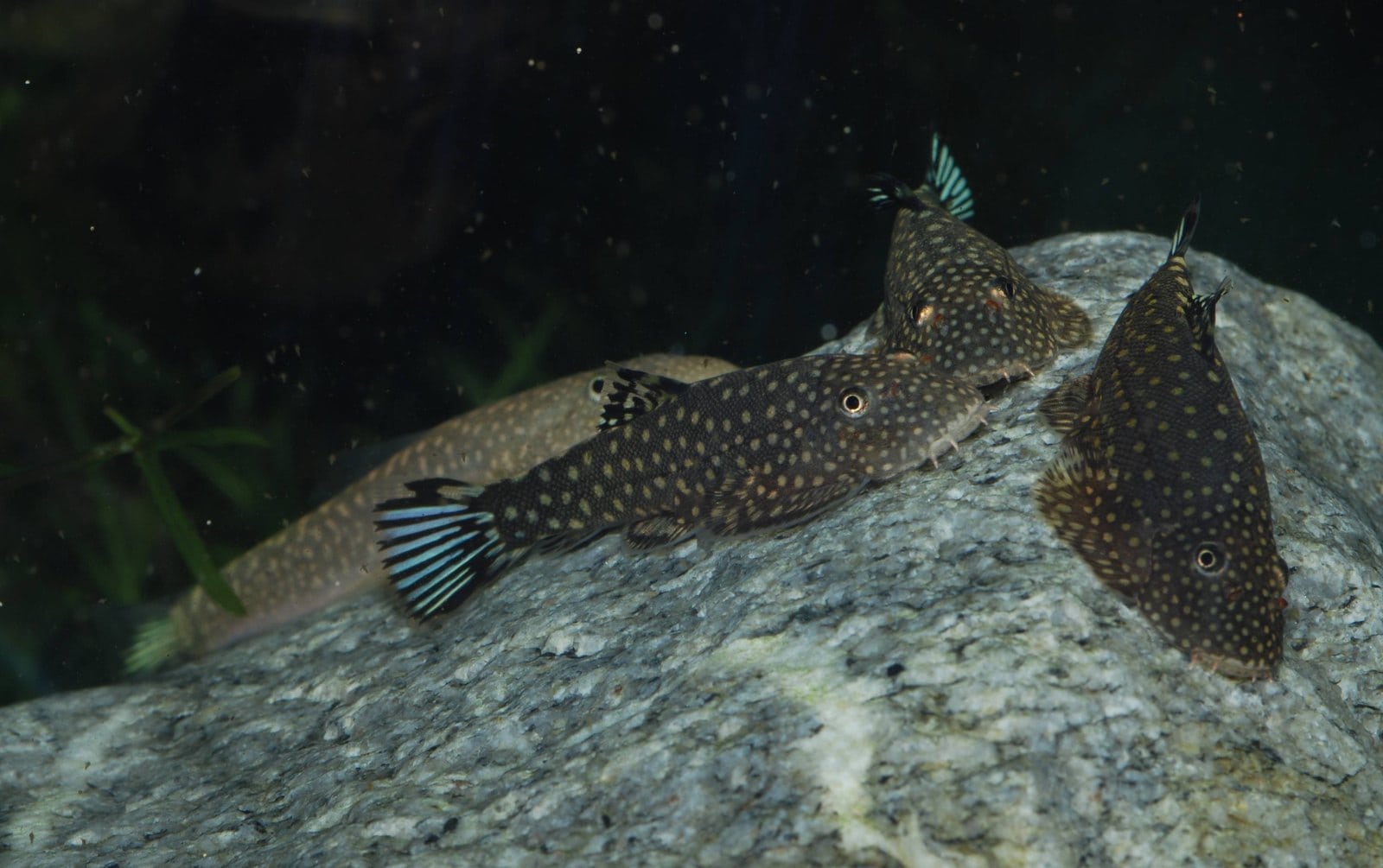 Borneo-Flossensauger (Gastromyzon ctenocephalus)