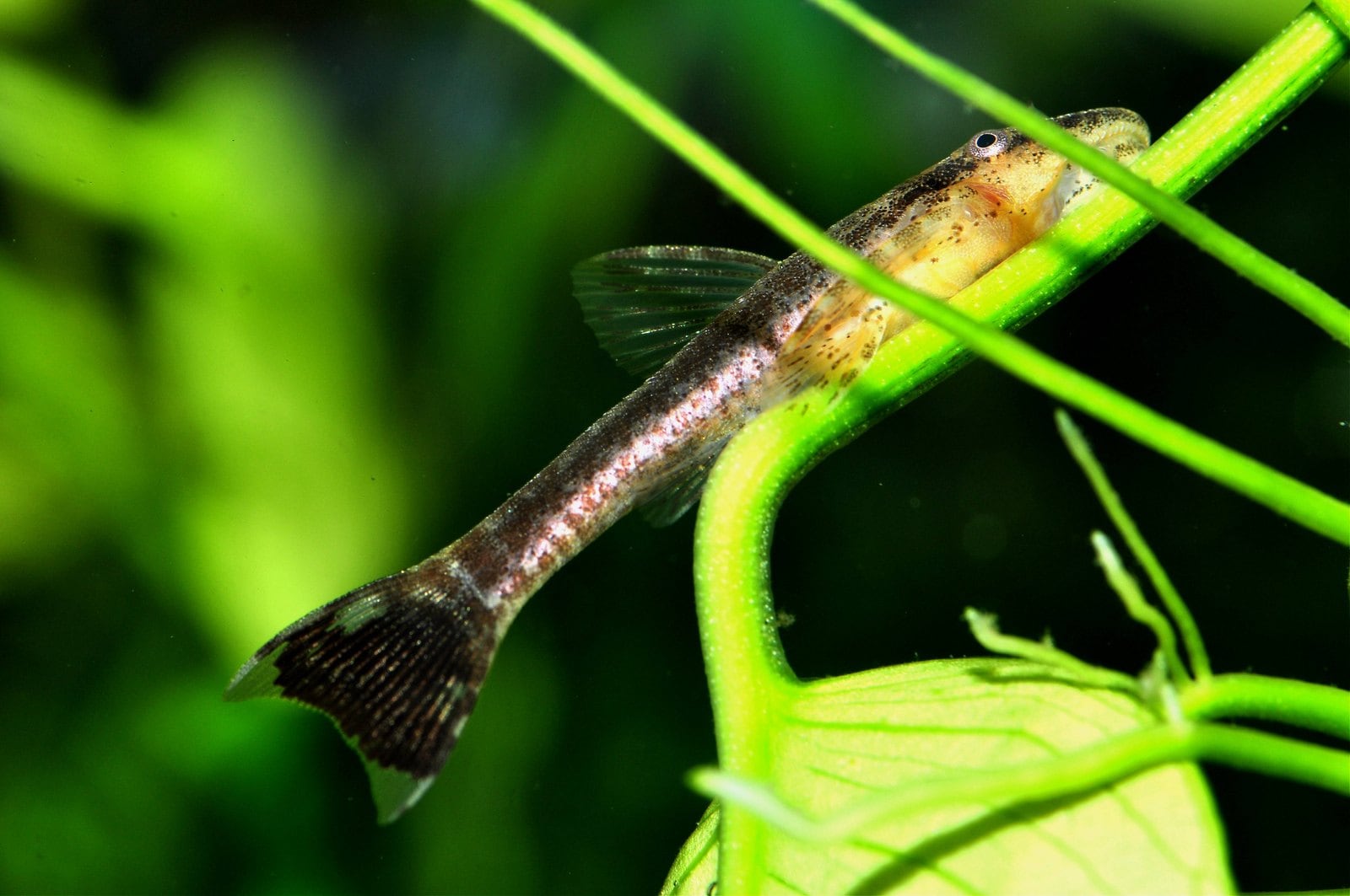 Schwarzschwanz-Zwergharnischwels (Hisonotus nigricauda)