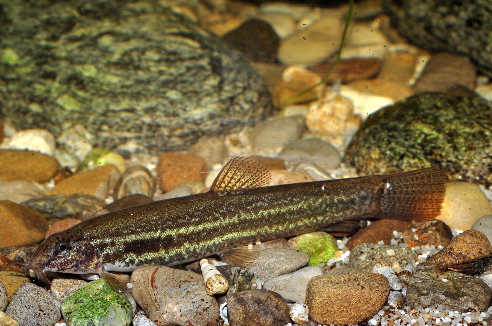 Pantherschmerle (Lepidocephalichthys guntea)