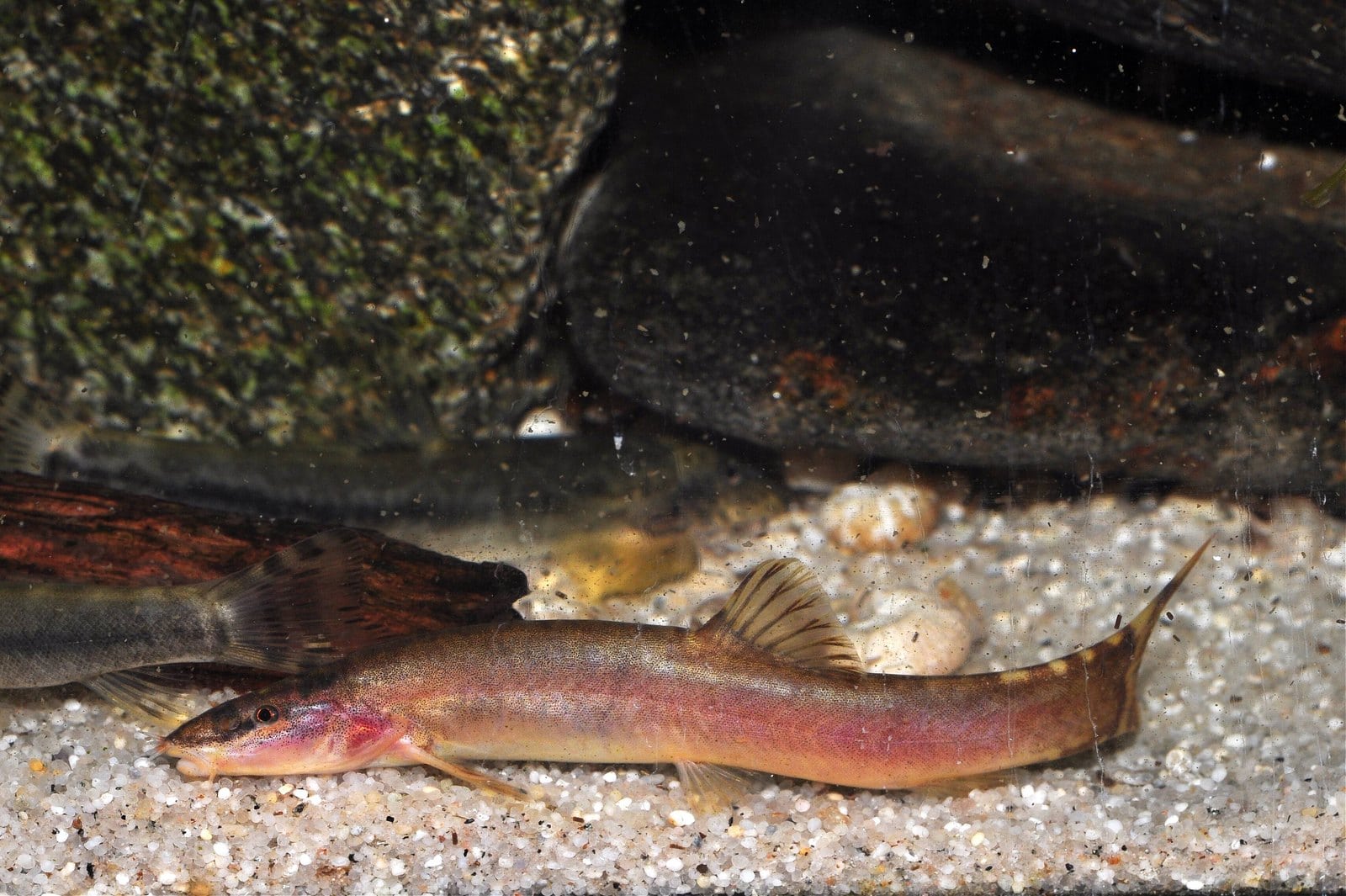 Guilin-Prachtschmerle (Leptobotia guilinensis)