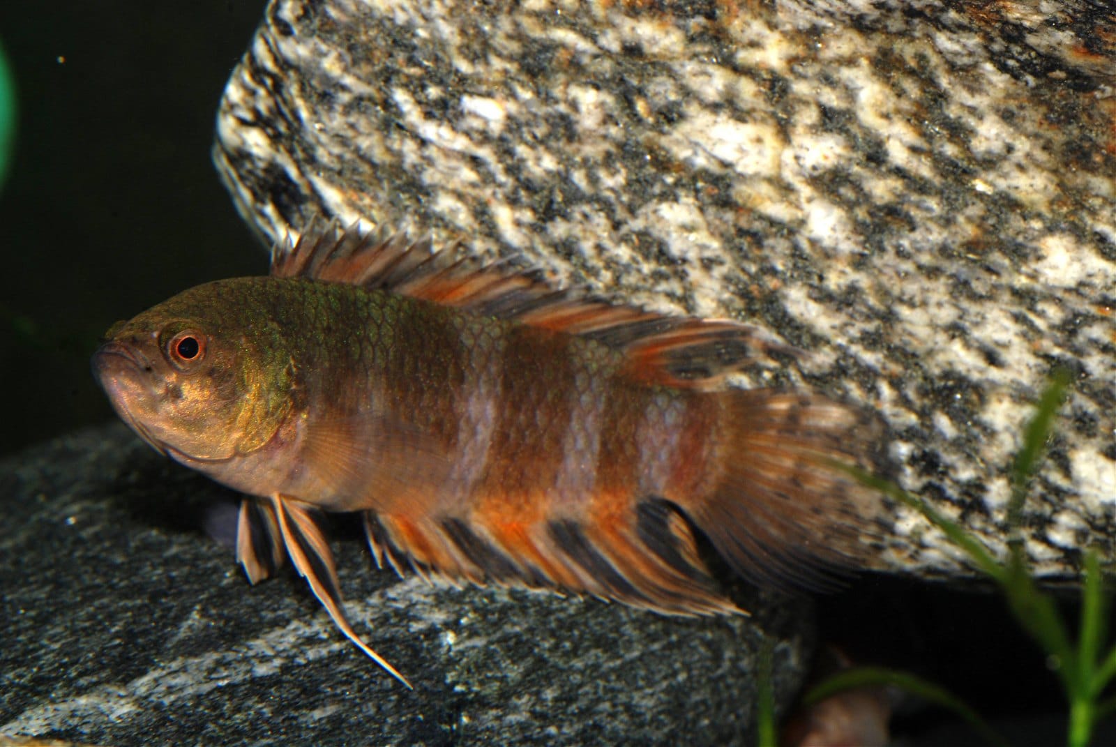 Oranger Buschfisch (Microctenopoma ansorgii)