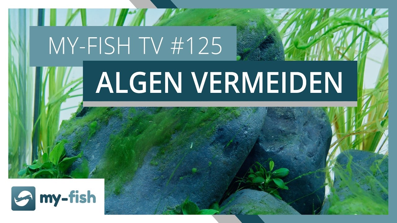 Algen vermeiden durch die richtige Düngung | my-fish TV #125