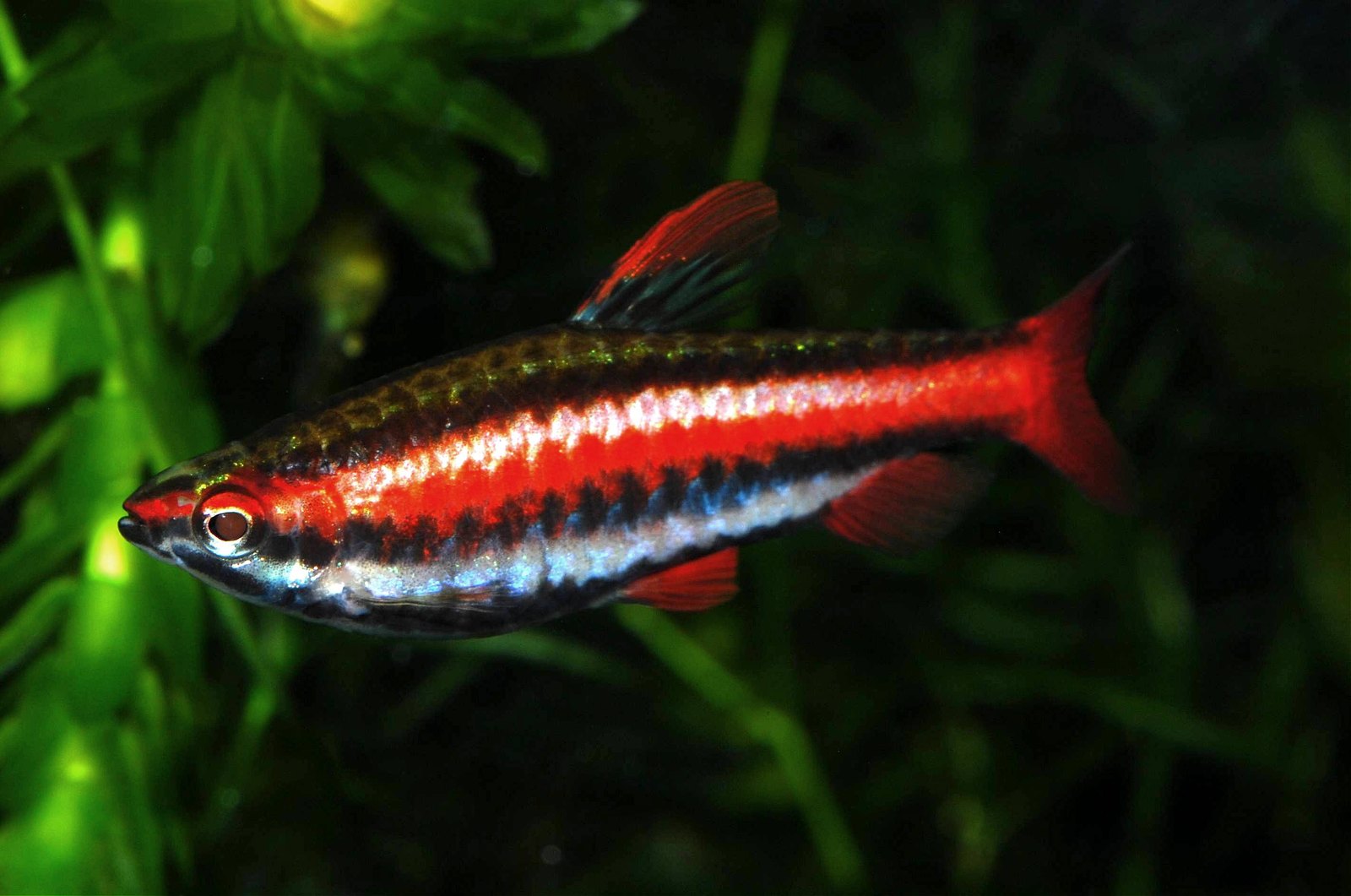 Purpur-Ziersalmler (Nannostomus mortenthaleri)
