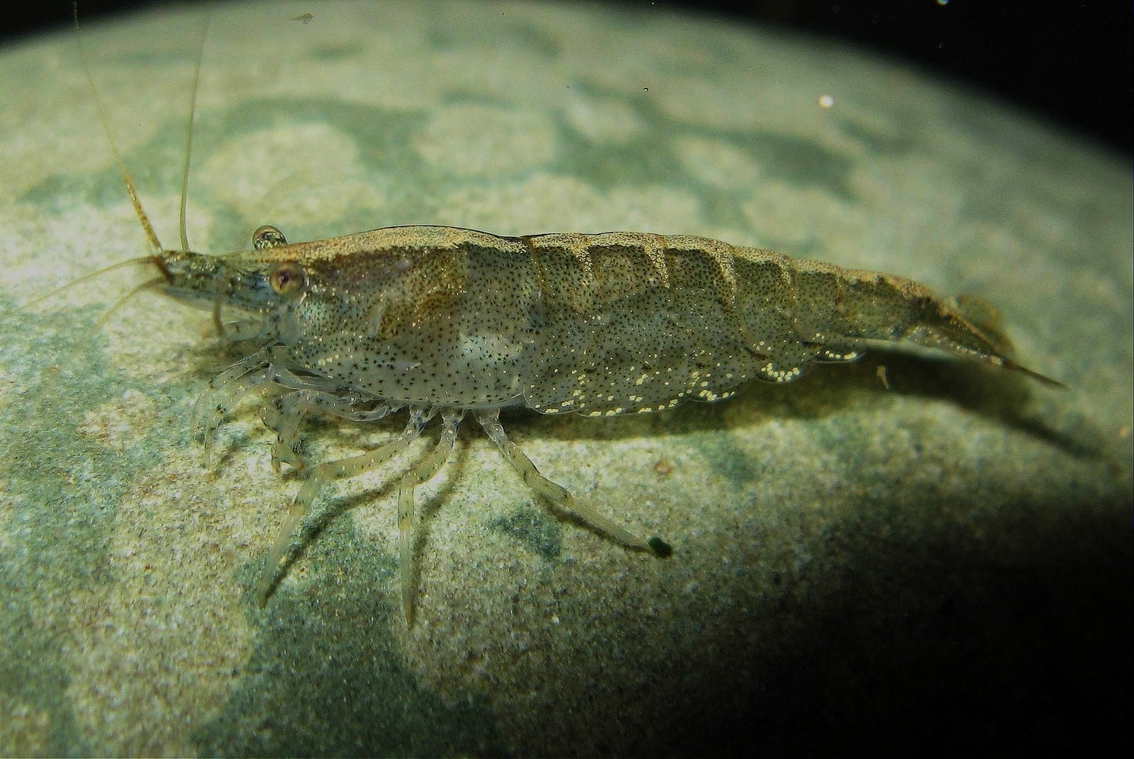 Rückenstrichgarnele (Neocaridina davidi (heteropoda))