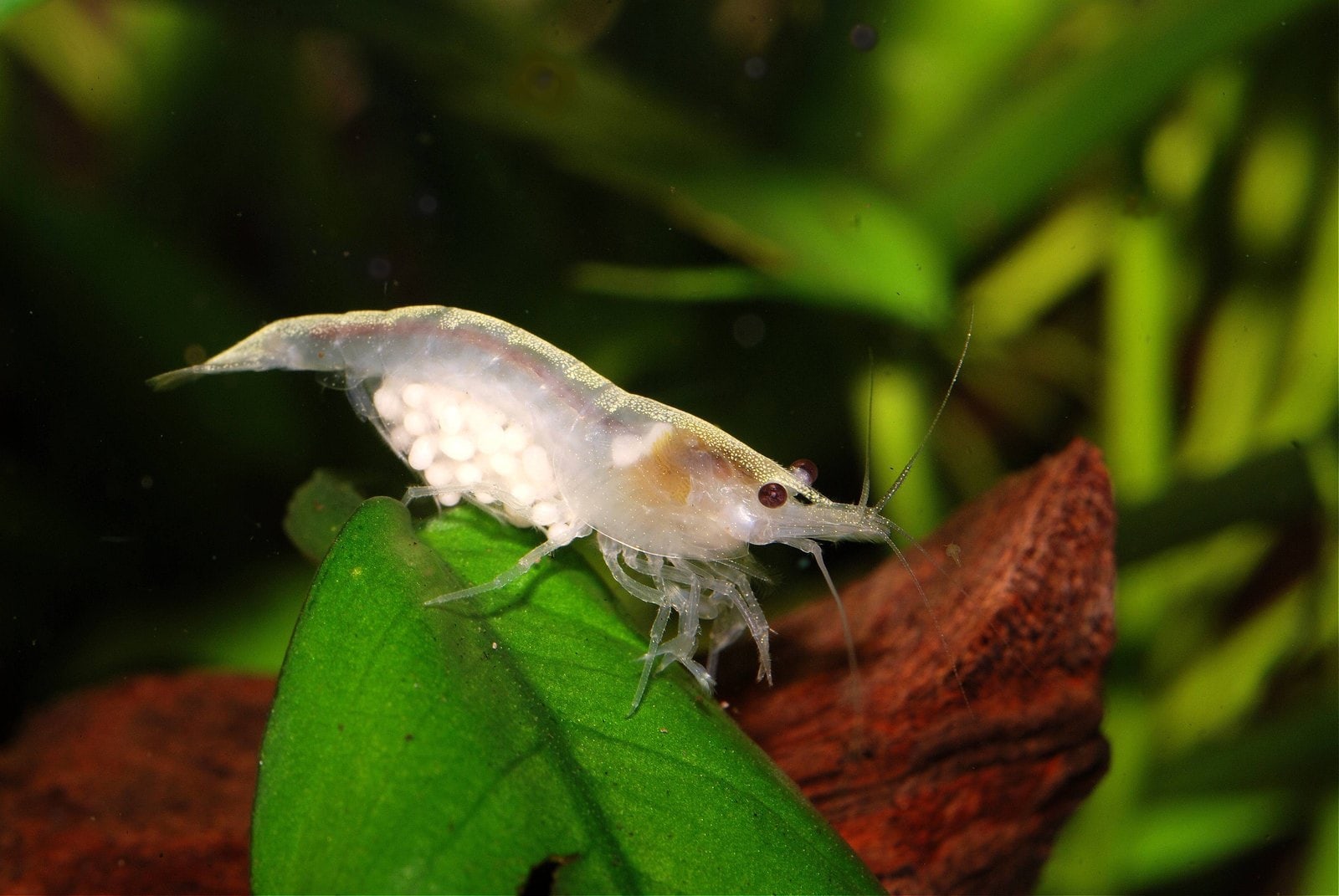Weiß-Perlen Zwerggarnele (Neocaridina cf. zhangjiajiensis)