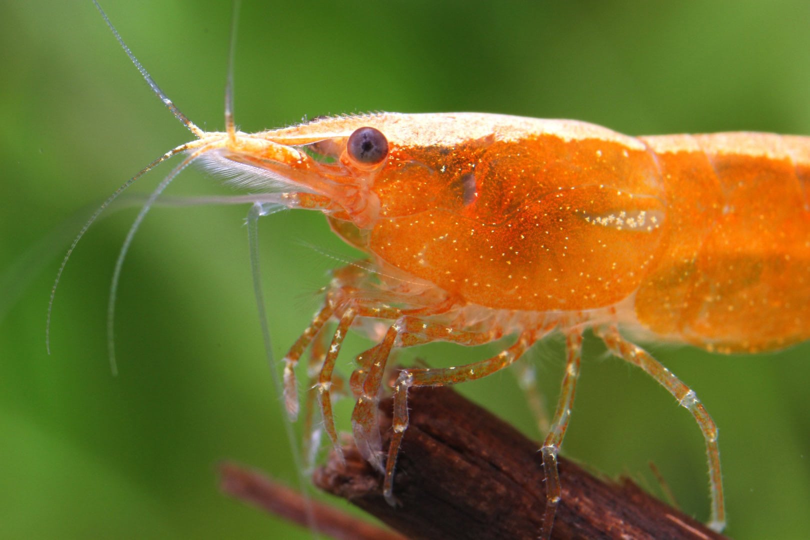 orange Neocaridina Neocaridina orange Fire