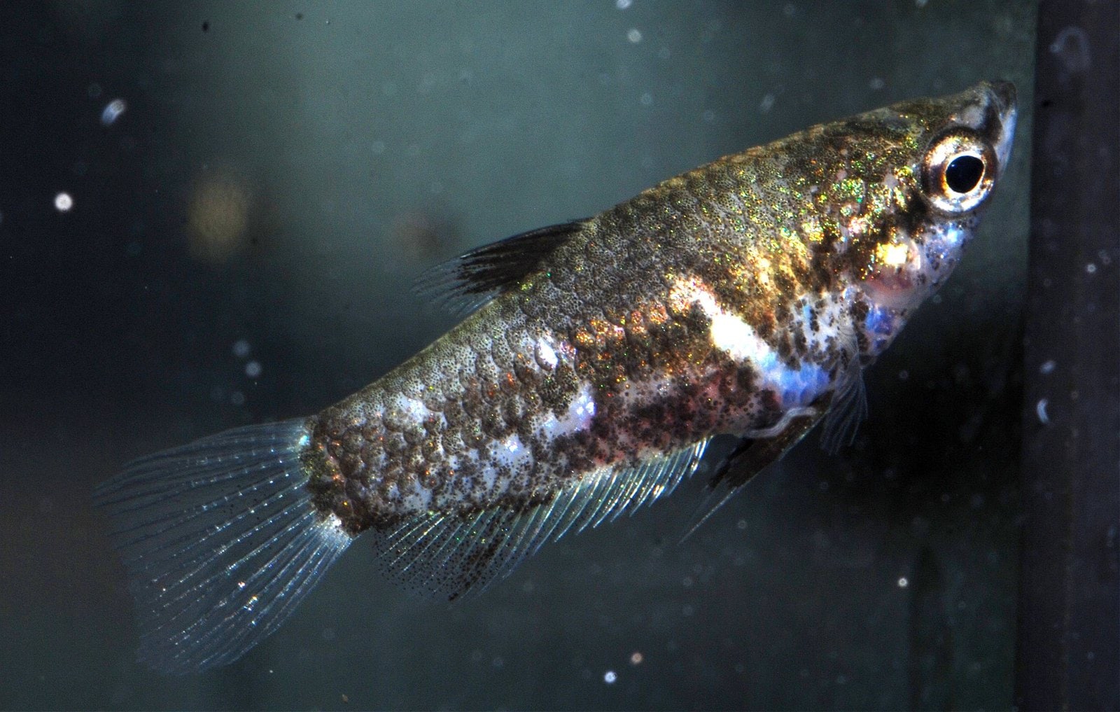 Zwerg-Schokoladengurami (Parasphaerichthys lineatus)