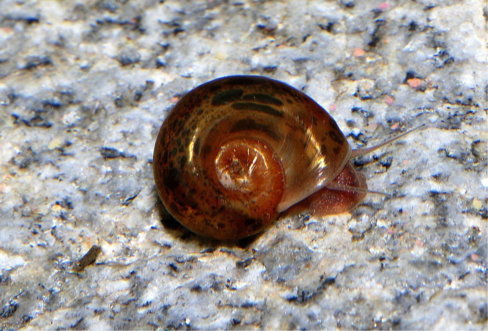 Kleine Posthornschnecke, braune Form (Planorbella duryi)