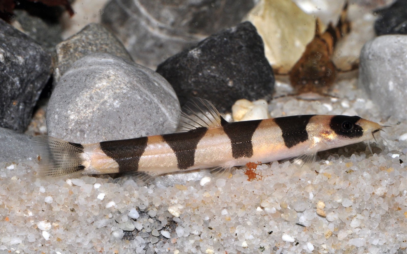 Mini-Drachen-Schmerle (Schistura pridii)