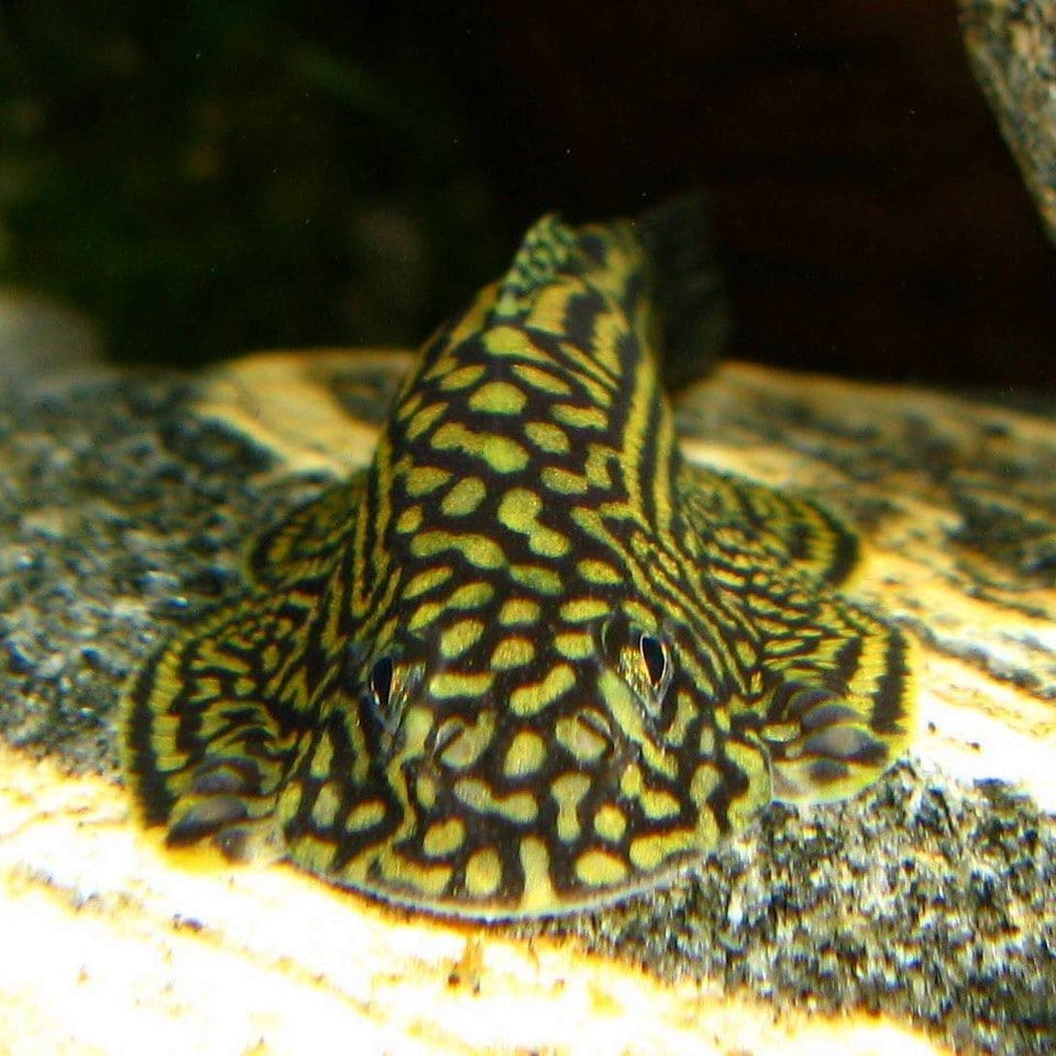 Prachtflossensauger (Sewellia lineolata), Männchen, dominant
