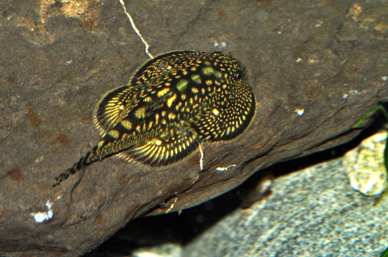 Marmor-Prachtflossensauger (Sewellia marmorata), Männchen