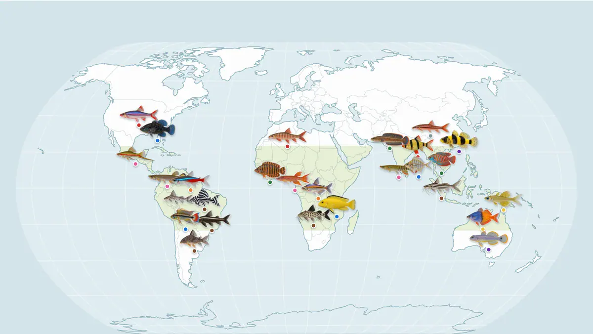 Vorschau der interaktiven Verbreitungskarte: Fischgruppen als Illustrationen auf der Weltkarte