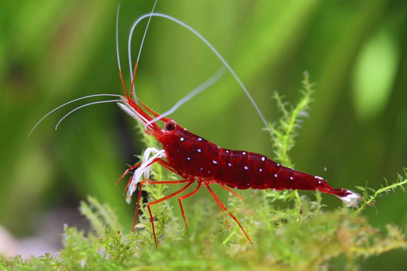 Kardinalsgarnelen sind kein Fall fürs Gesellschaftsaquarium. Foto: Chris Lukhaup