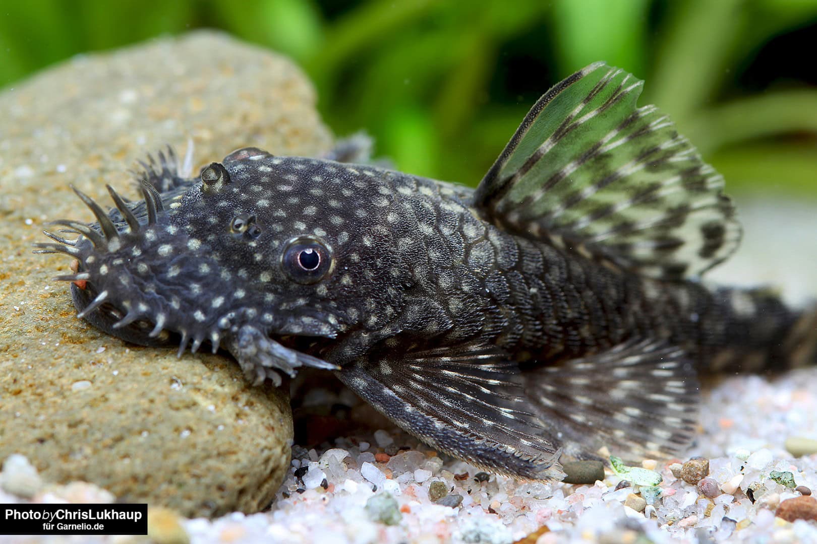 Gute Garnelenkumpels für etwas größere Aquarien sind Antennenwelse wie der L0815. Foto: Chris Lukhaup