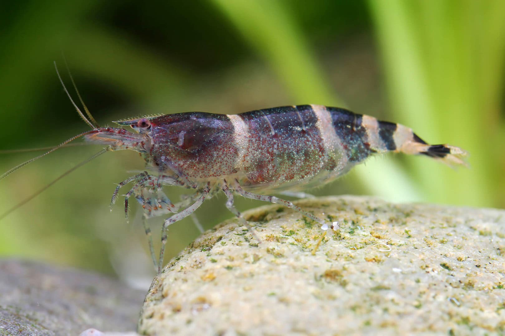 Besonders kleine Arten wie die Blue Bee sind mit Fischen nicht gut zu vergesellschaften. Foto: Chris Lukhaup