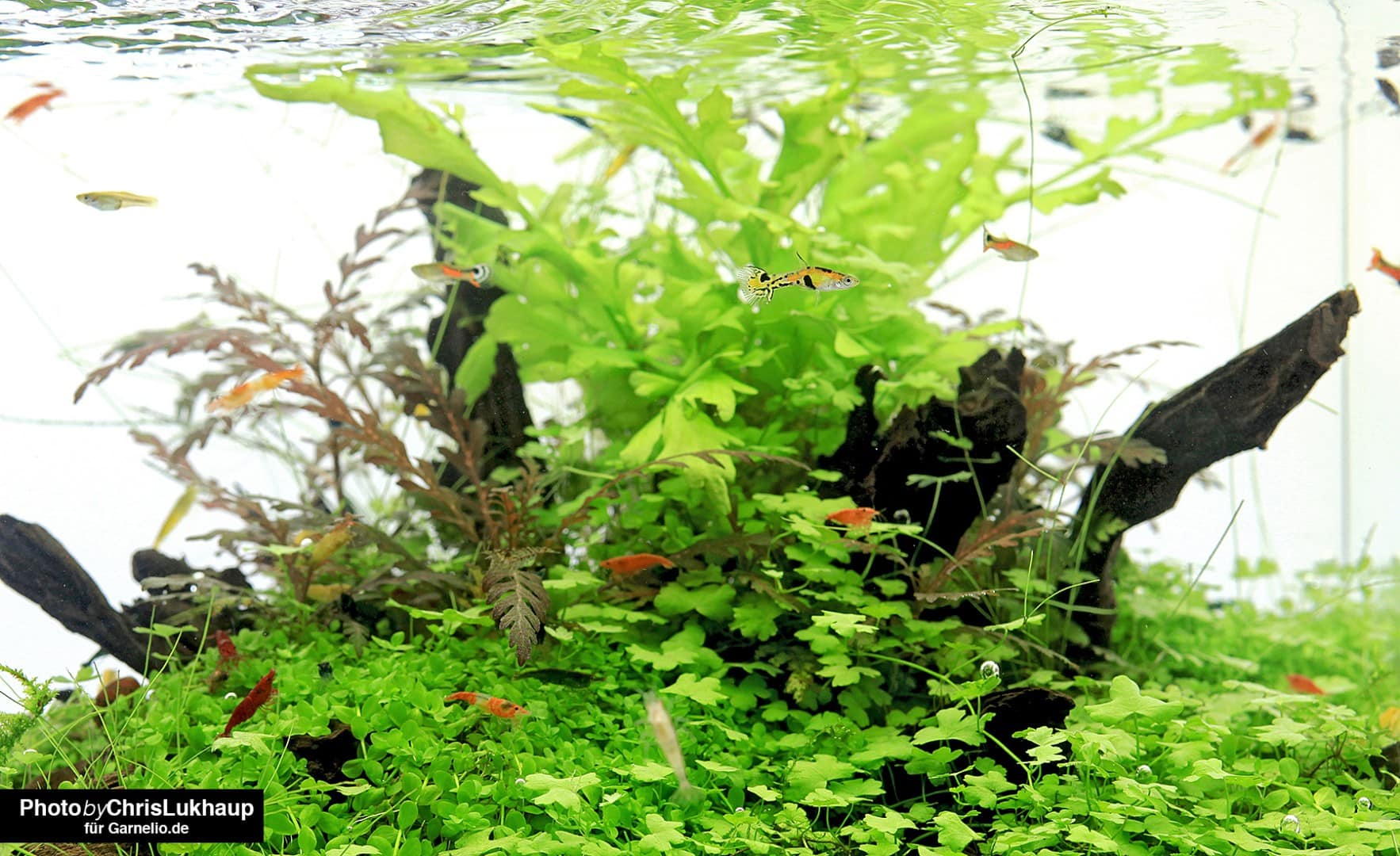In einem Aquarium mit Guppys sollten die Garnelen viele dichte Pflanzen und andere Versteckplätze vorfinden. Foto: Chris Lukhaup
