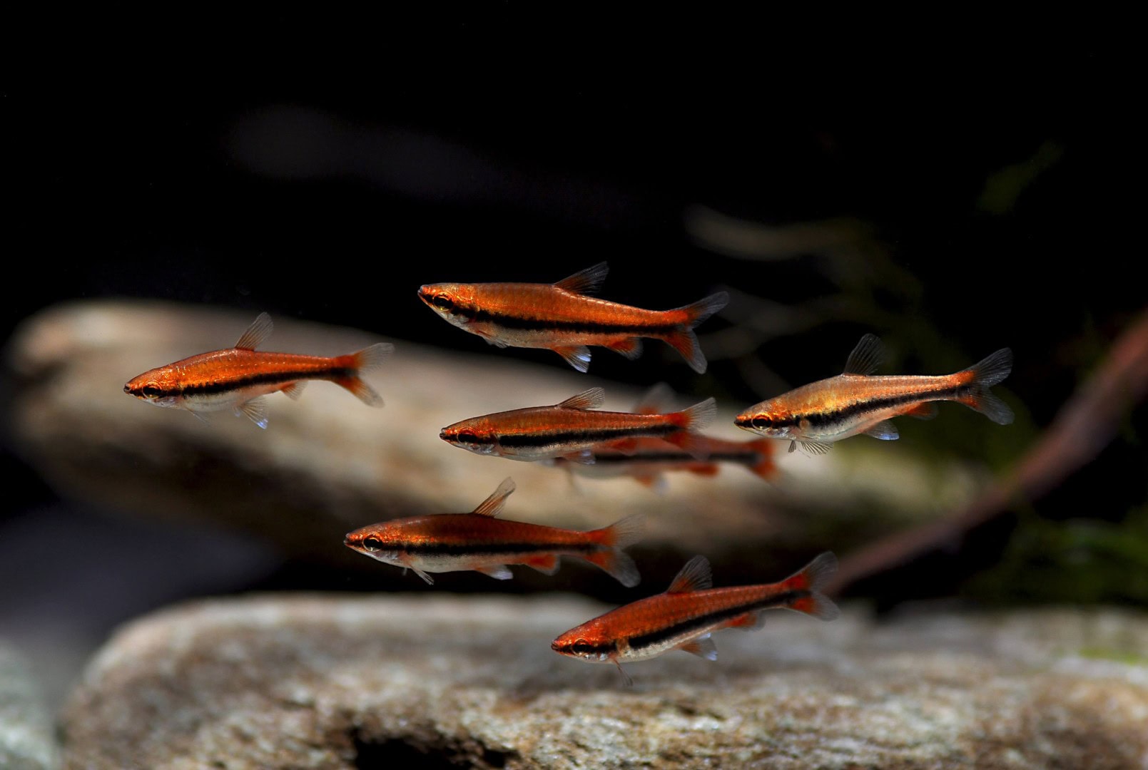 Ein Salmler für eher weiches Wasser, der für Garnelen aufgrund seines kleinen Mäulchens eher nicht gefährlich ist. Foto: Chris Lukhaup