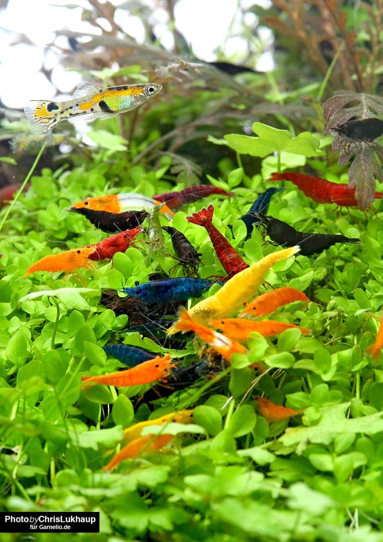 Neocaridina sind robust, bunt und vermehrungsfreudig. Sie gut zu den meisten kleinen, friedlichen Fischen. Foto: Chris Lukhaup