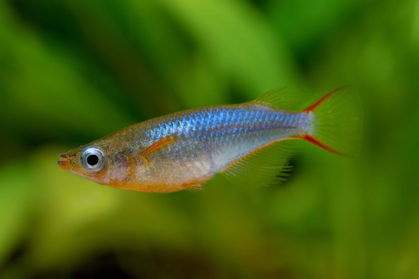 Das Mäulchen der Reisfische ist so klein, dass sie auch Junggarnelen nicht gefährlich werden. Foto: Chris Lukhaup