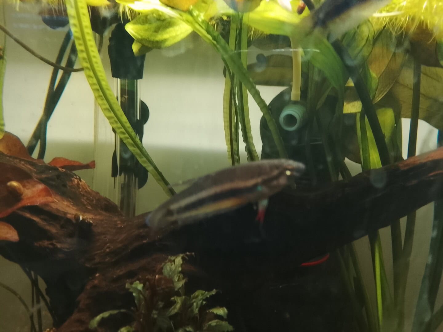 Zucht von betta rubra ‚aceh besar‘, Bild 2