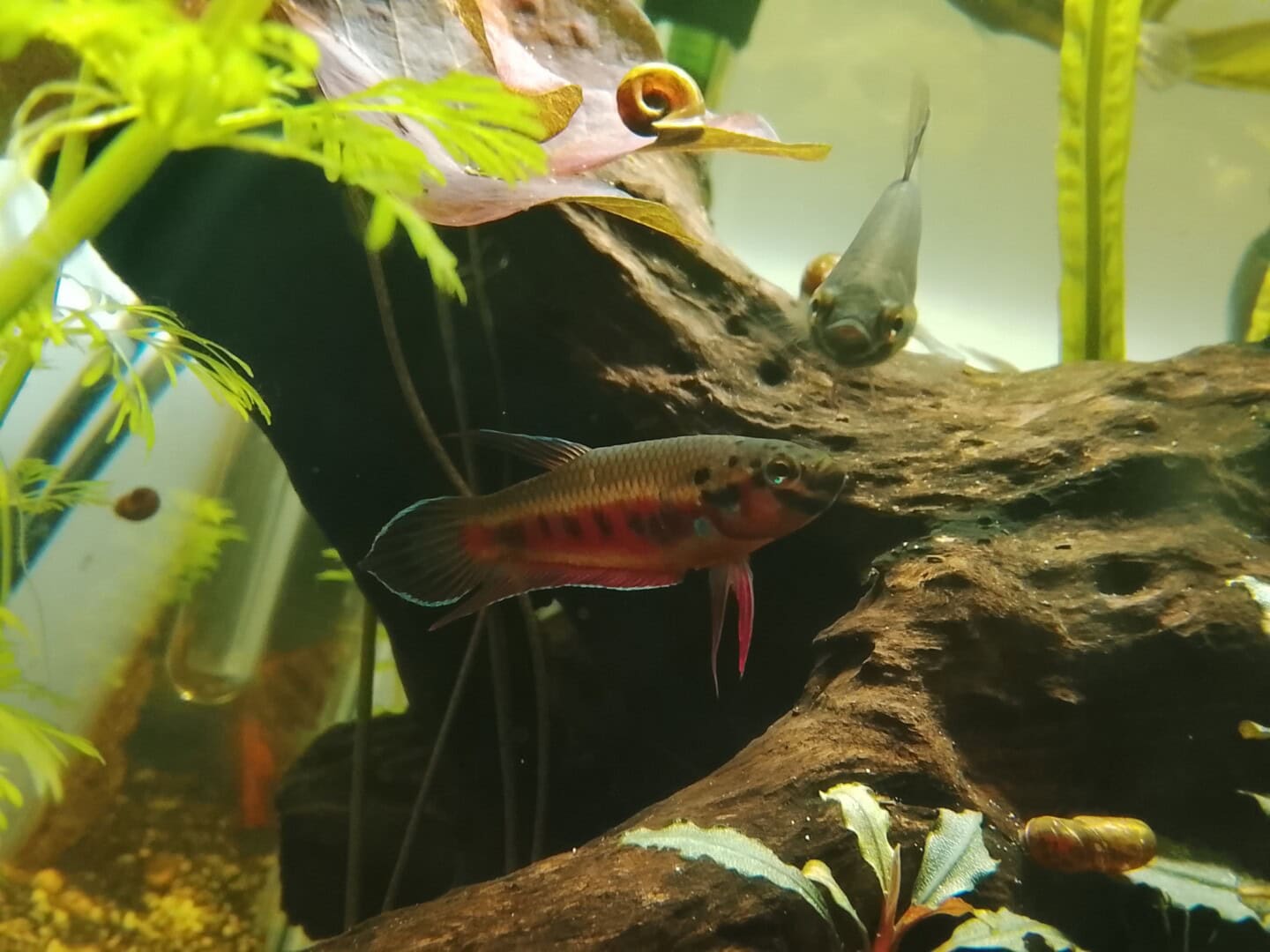 Zucht von betta rubra ‚aceh besar‘, Bild 3