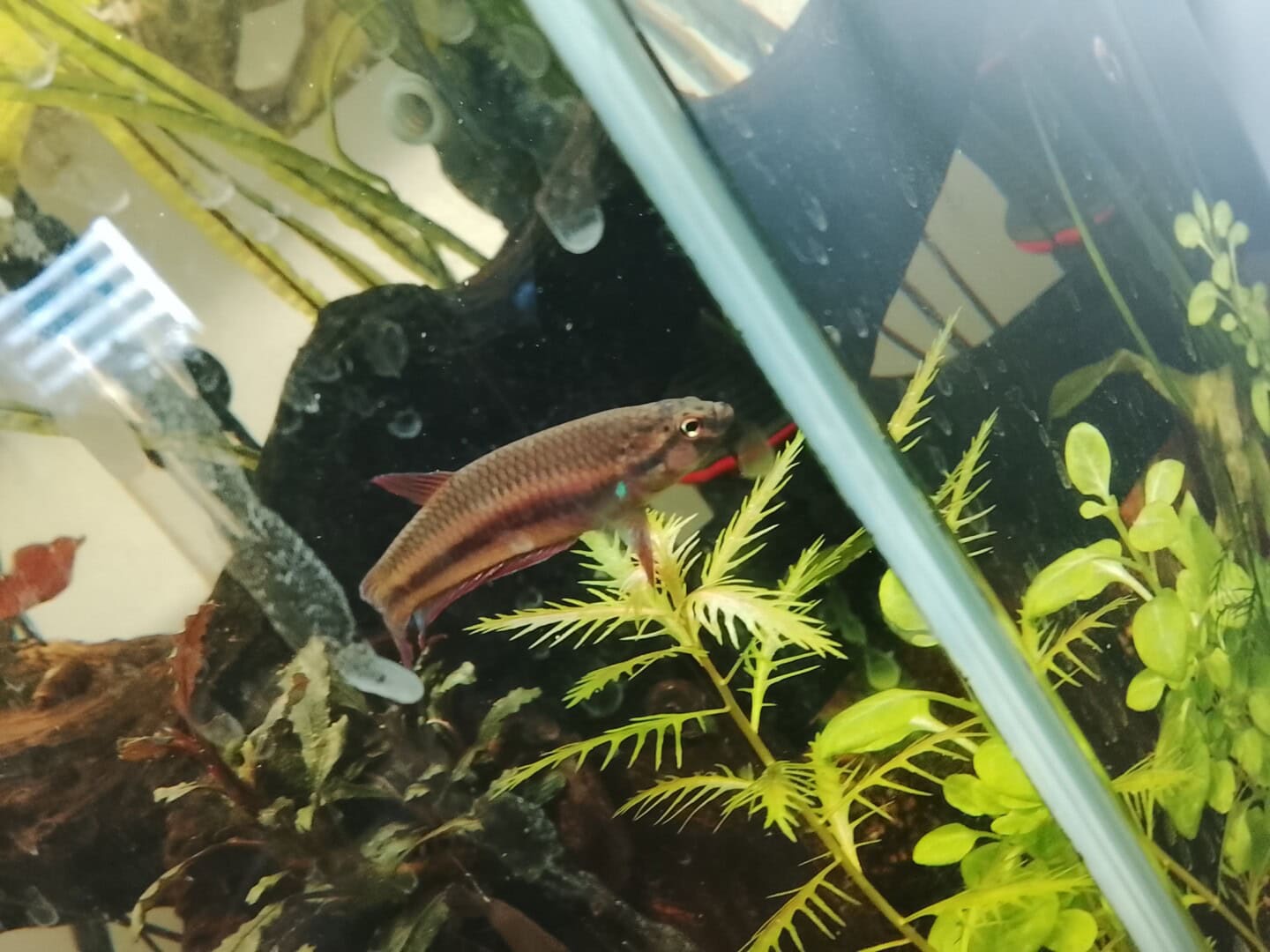 Zucht von betta rubra ‚aceh besar‘, Bild 1