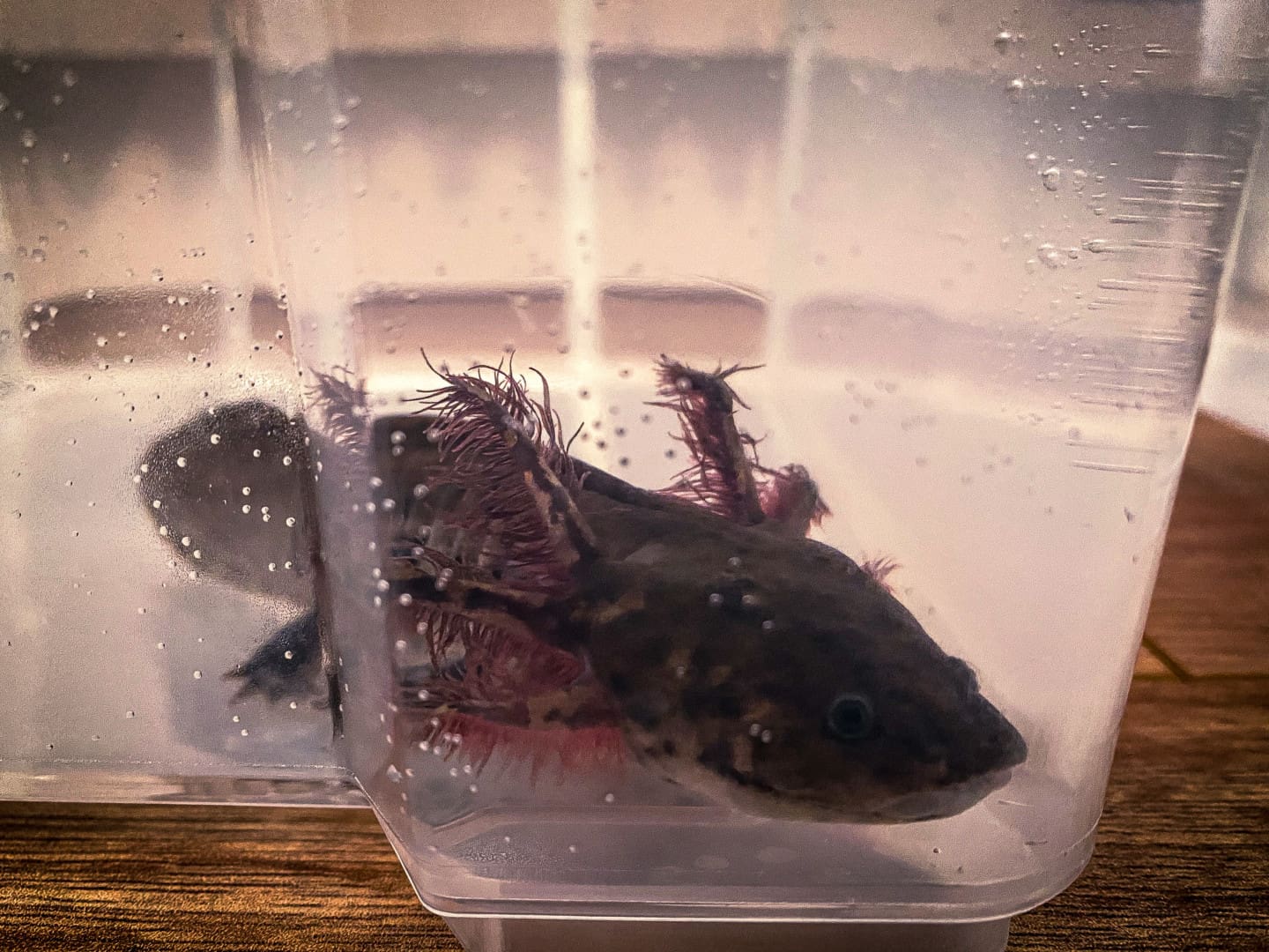 Ambystoma Andersoni – Zuchtprogramm 6, Bild 2
