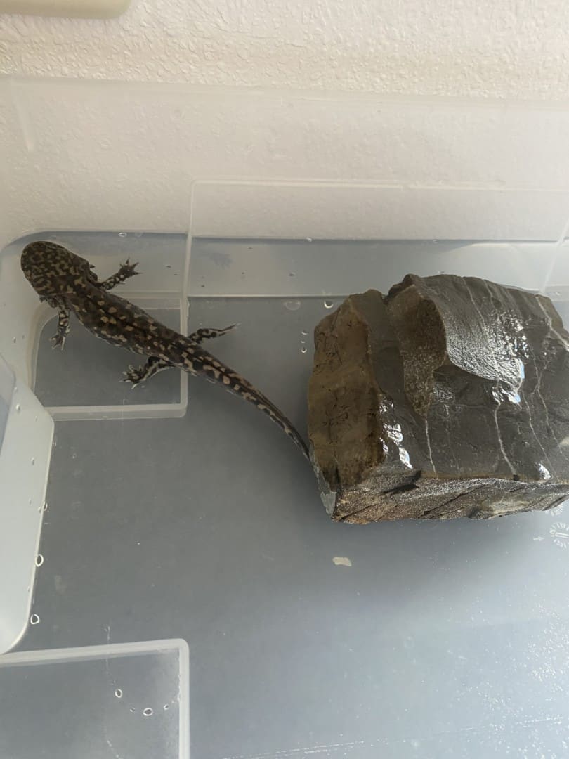 Metamorphose geht voran, Bild 2