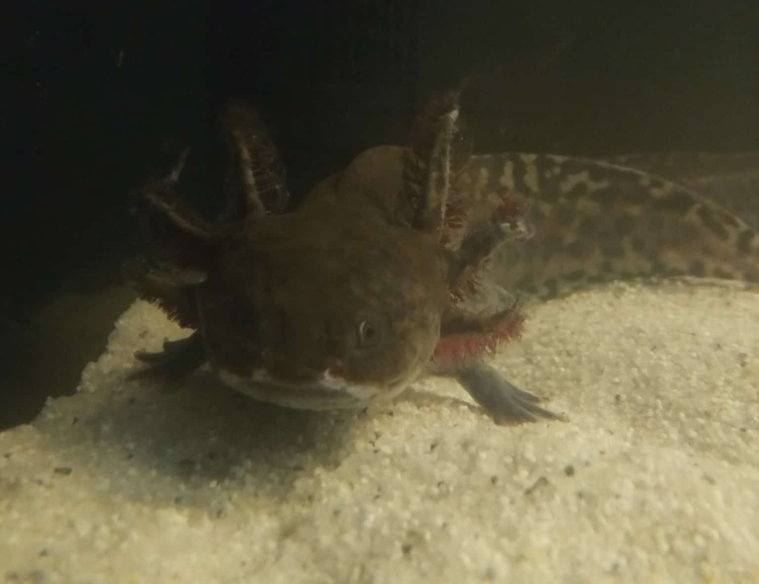 Ambystoma andersoni Zuchtprogramm myfish Aus Freude an der Aquaristik