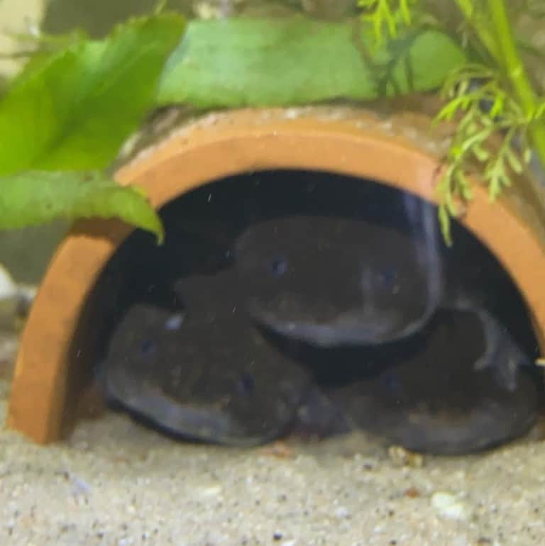 Ambystoma andersoni – Anderson-Querzahnmolch