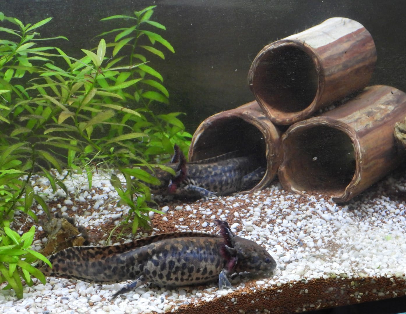 Filme von Ambystoma Andersoni bei Eva, Bild 3