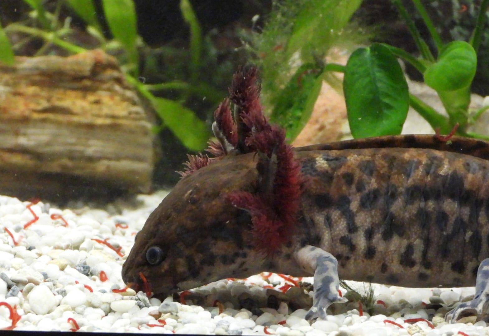 Querzahnbmolch / Ambystoma Andersoni, Bild 1