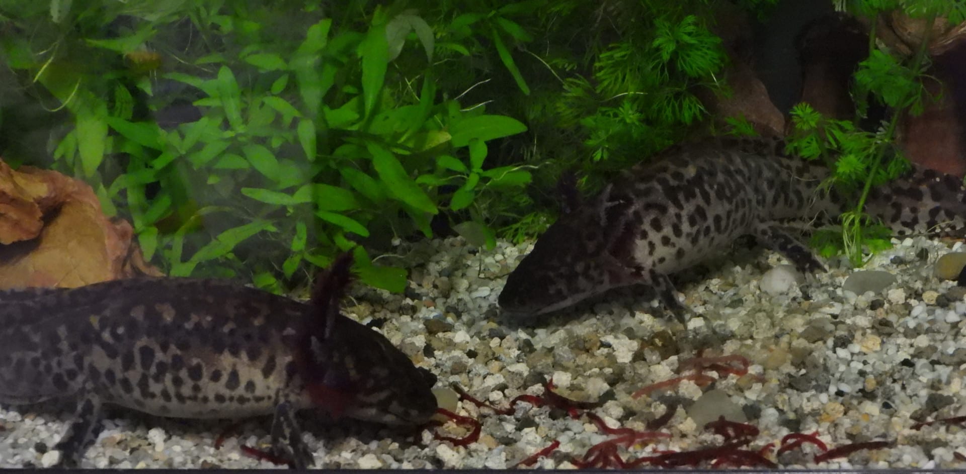 Querzahnbmolch / Ambystoma Andersoni, Bild 2